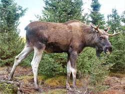 Moose Gustav in "Gr&ouml;n&aring;sens &Auml;lgpark" Kosta, Sweden &copy; C.Schultz: The copyright holder of this file allows anyone to use it for any purpose, provided that the copyright holder is properly attributed. Redistribution, derivative work, commercial use, and all other use is permitted.