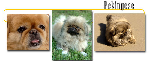 Left Image: &copy; Photographer: Judy Allan | Agency: Dreamstime.com, Center Image: &copy; Photographer: Judy Ben joud | Agency: Dreamstime.com, Right Image: &copy; Photographer: Stanislav Herasymenko | Agency: Dreamstime.com