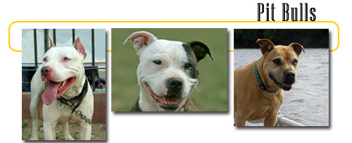 Left image: &copy; Photographer: Danish Khan | Agency: Dreamstime.com: Middle Image: &copy; Photographer: Iztok Noc | Agency: Dreamstime.com; Right Image: &copy; Photographer: Laura Stone | Agency: Dreamstime.com